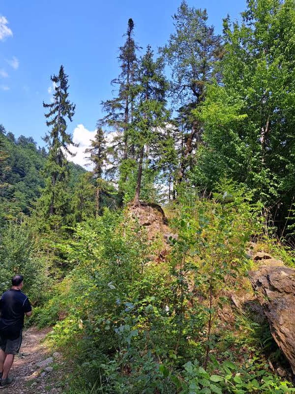 Cascada Scorusu (86) padure