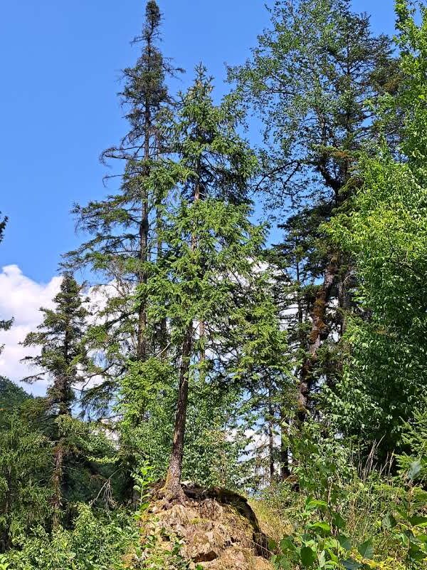 Cascada Scorusu (86) drumul