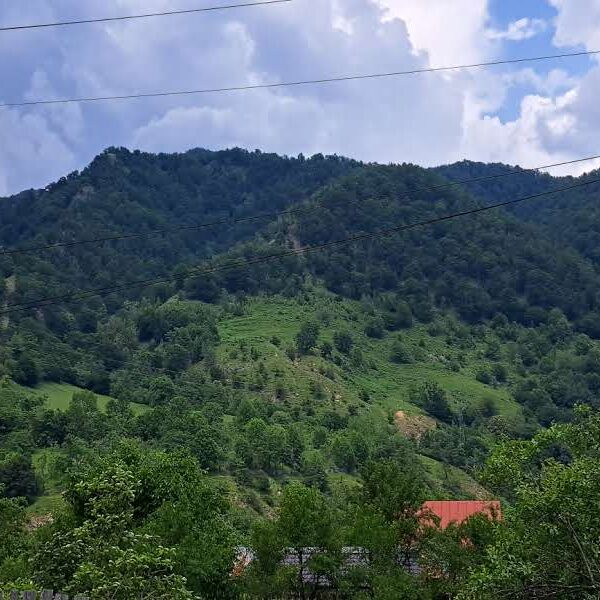 Malaia